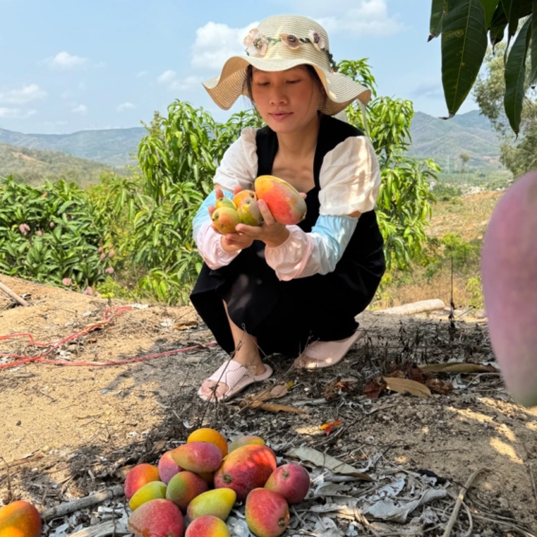 【树上熟更香甜】三亚贵妃芒（顺丰包邮）