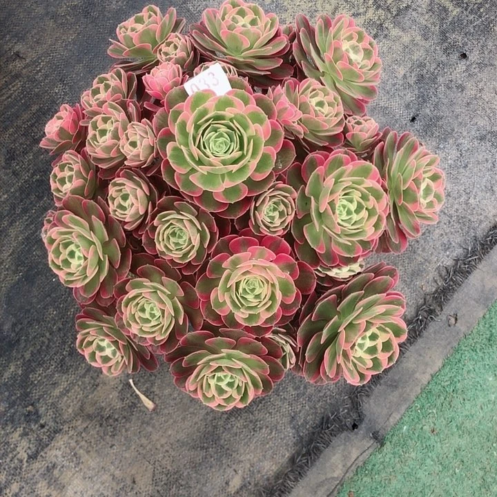 汪****）033邀月多肉法师