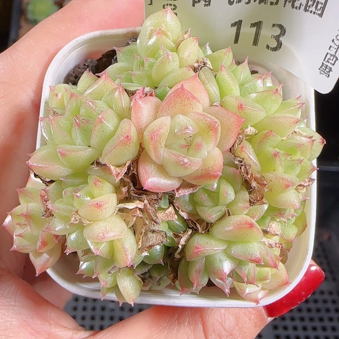 1025-113优选麦秆不包整