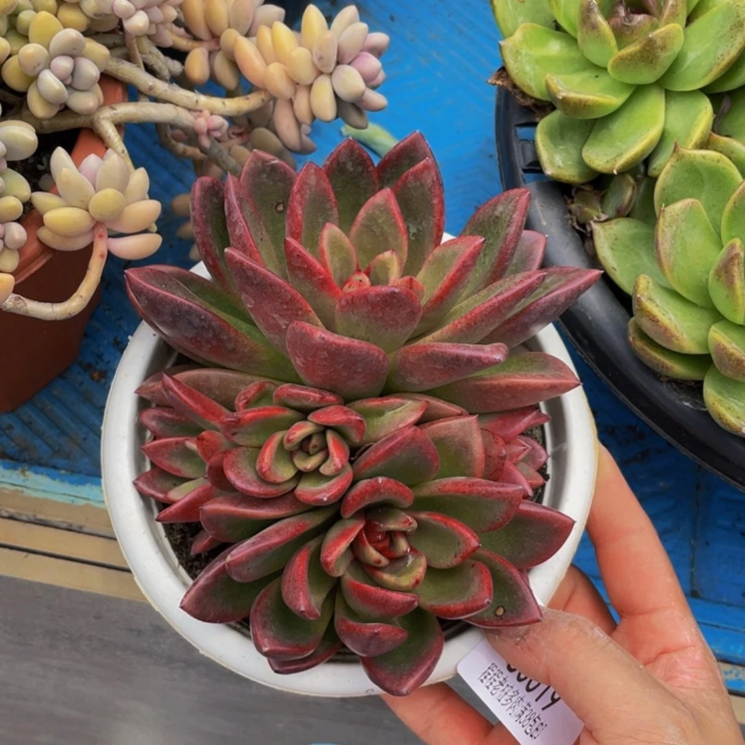 梅***?丰佩玫瑰80019多肉绿多肉