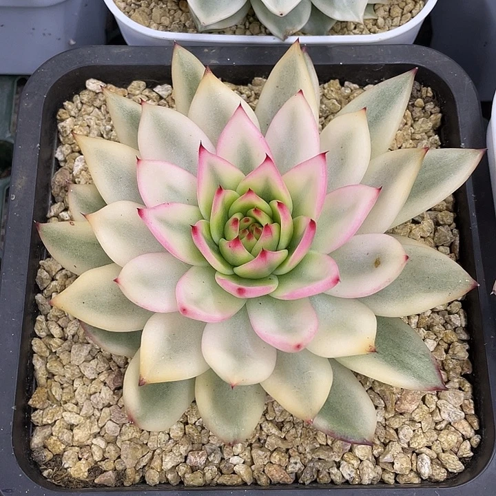 摩根宽锦一物一拍锦龙