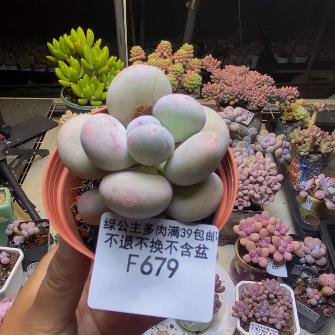 679大叶奶多肉6cm