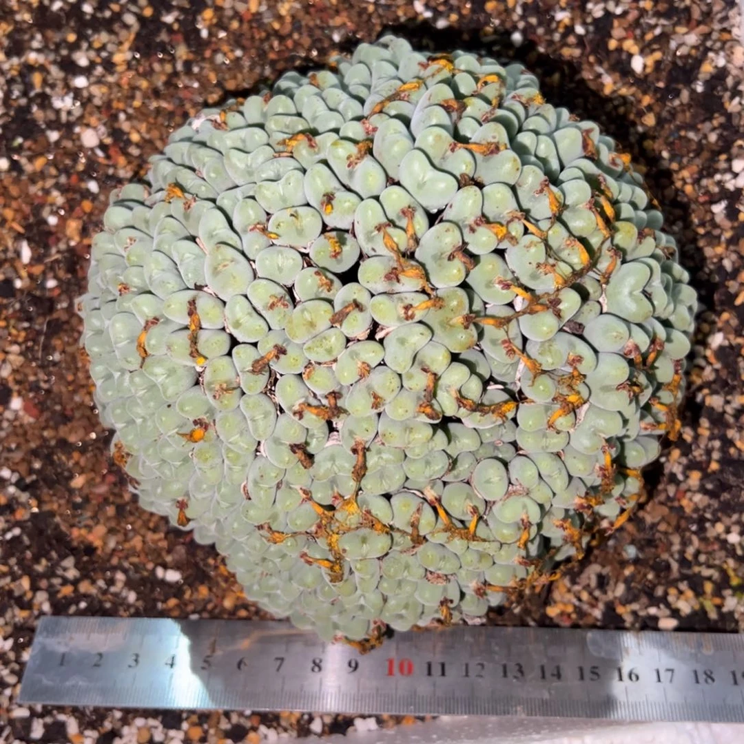 阿***离0256号肉锥 多肉植物