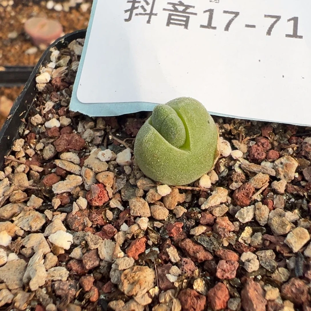 17-71量拍哈莫大兔子一颗