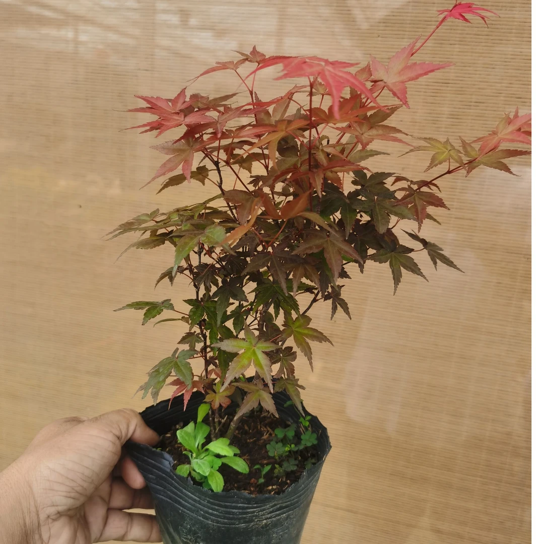 红枫树苗四季红庭院美国红枫日本红舞姬盆栽耐寒植物黄金枫包成活