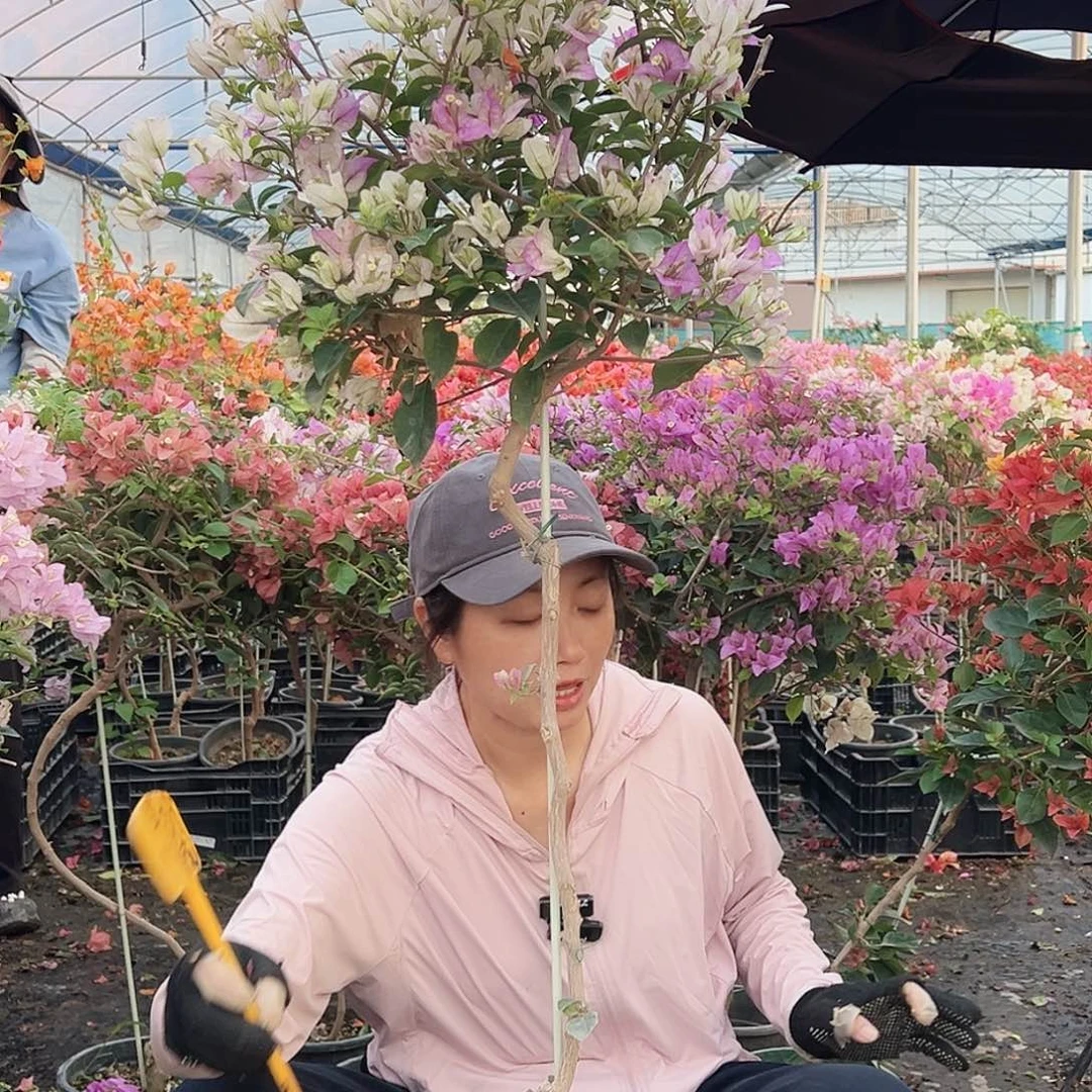 大***牛大部分花苞少量开放H74雪紫