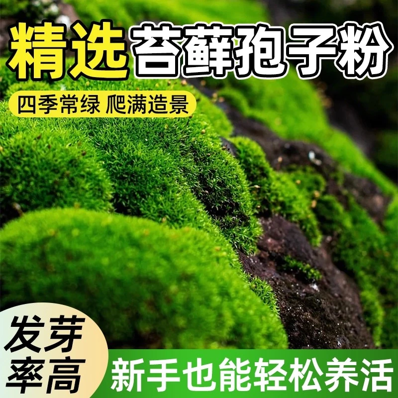 四季鲜活苔藓孢子粉种子吸水石假山盆景布景及龟缸造景新手好养活
