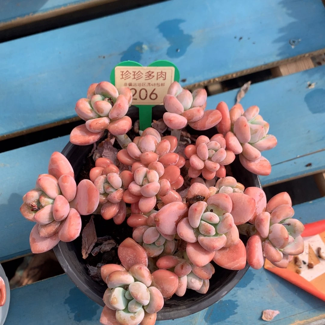 红洛神无砍平头206