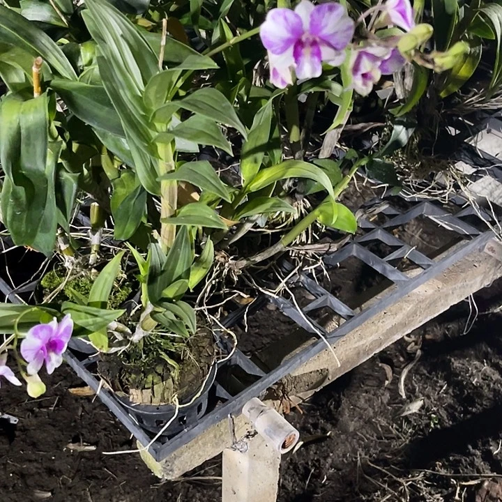 当前无花朵，栽培后可花朵花脸丫丫1041