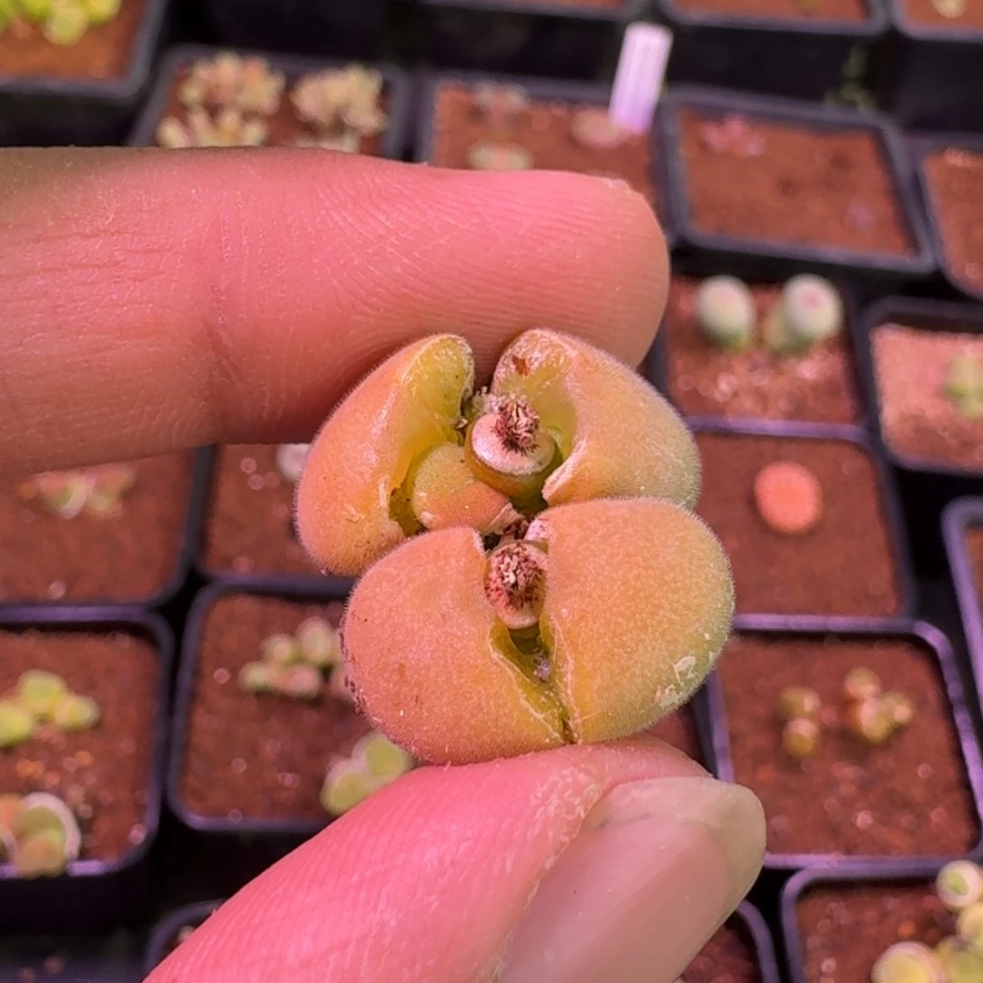 ?***✿云缦精品番杏10.36