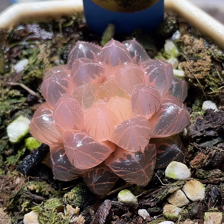 623糊斑绯桃锦特选福利