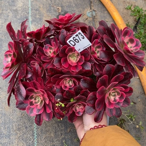 美杜莎多肉植物法师不包损