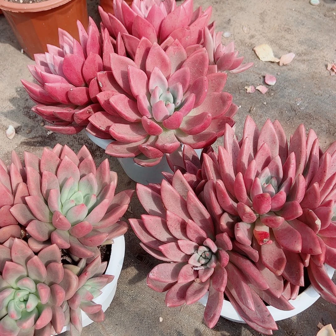 桃花源三大头起发超级大精品