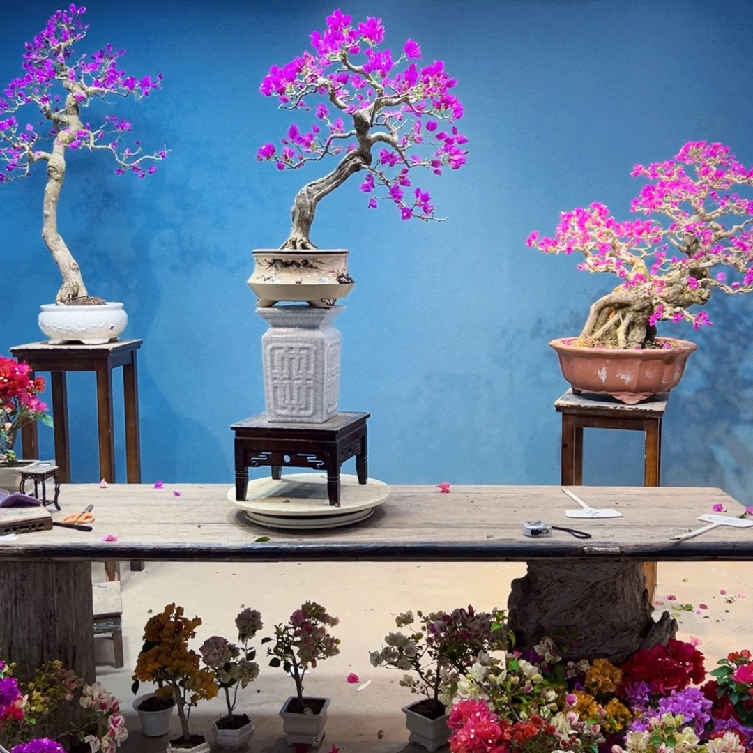 Y****无花朵小叶紫三角梅