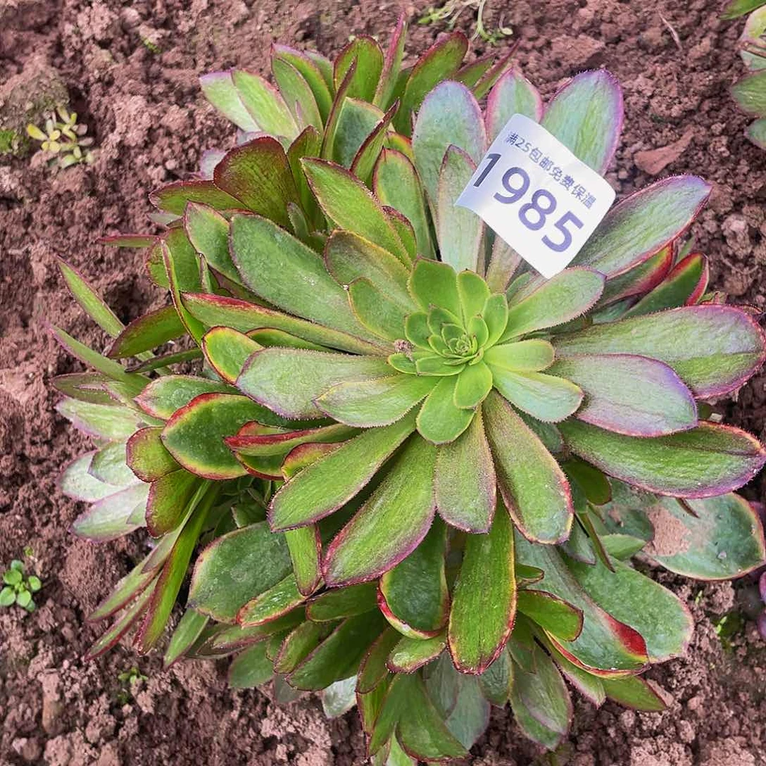 1985斑斓多肉植物