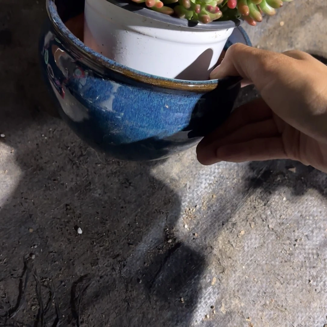 五**民蓝盆虹之玉锦！！！！