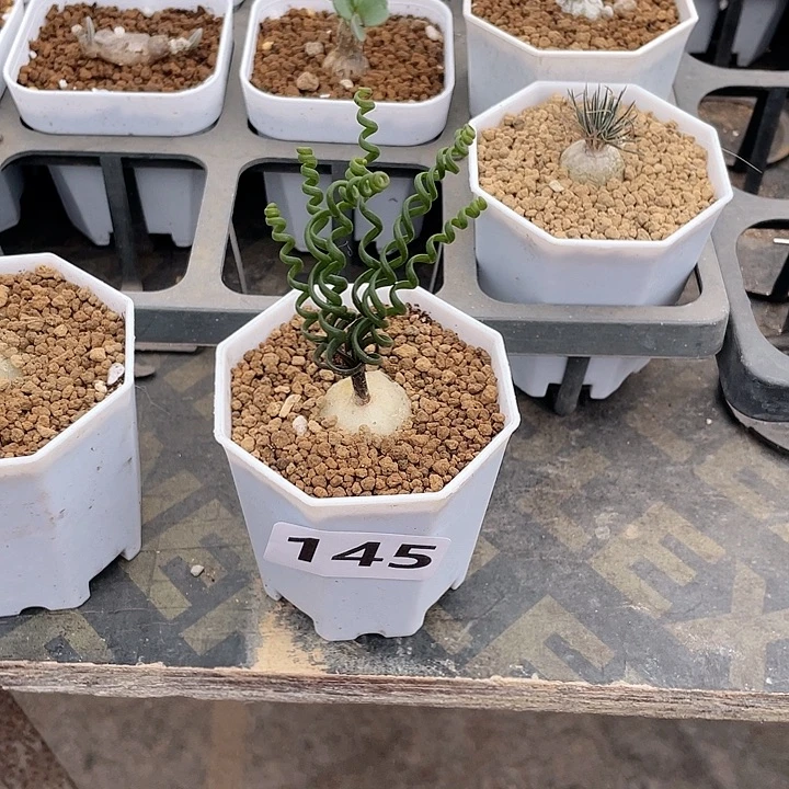 白***壳145钢丝弹簧草块根