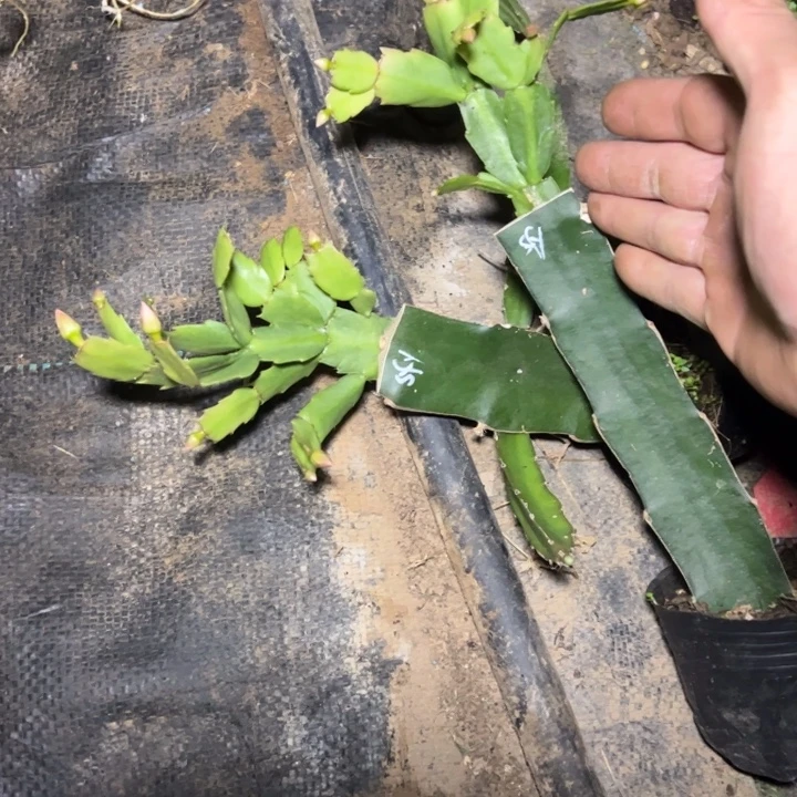 索菲亚嫁接多叶片小苗一颗20