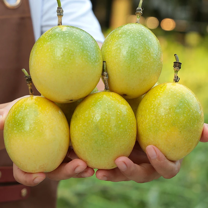 HS1正宗广西钦蜜九号黄金百香果新鲜大果应季鲜果农家种植