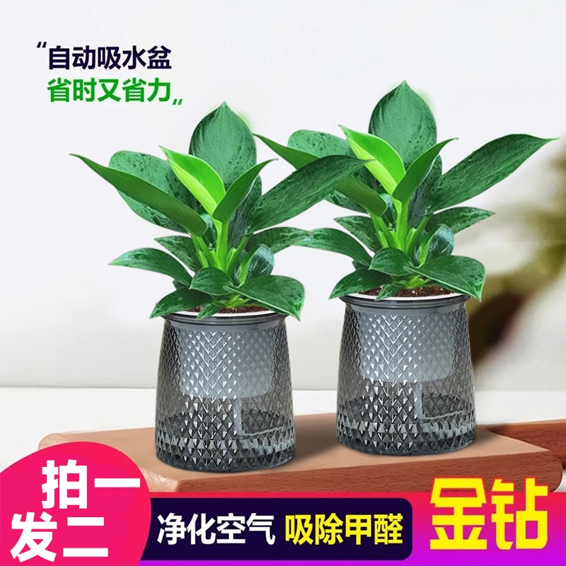 【 买一送一】金钻盆栽室内净化空气美观桌面绿植办公室水培植物
