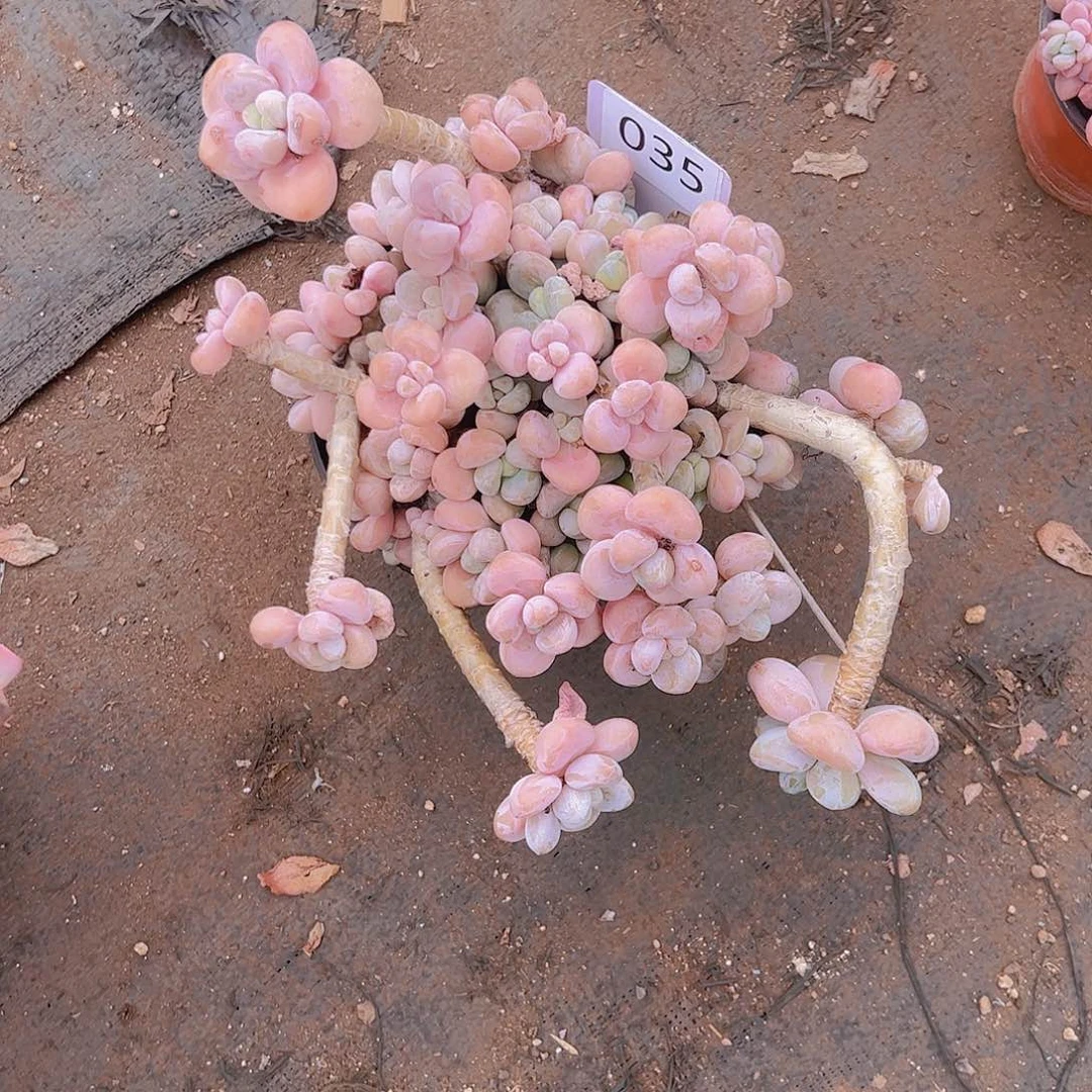 妙*贝035洛神30。。。。