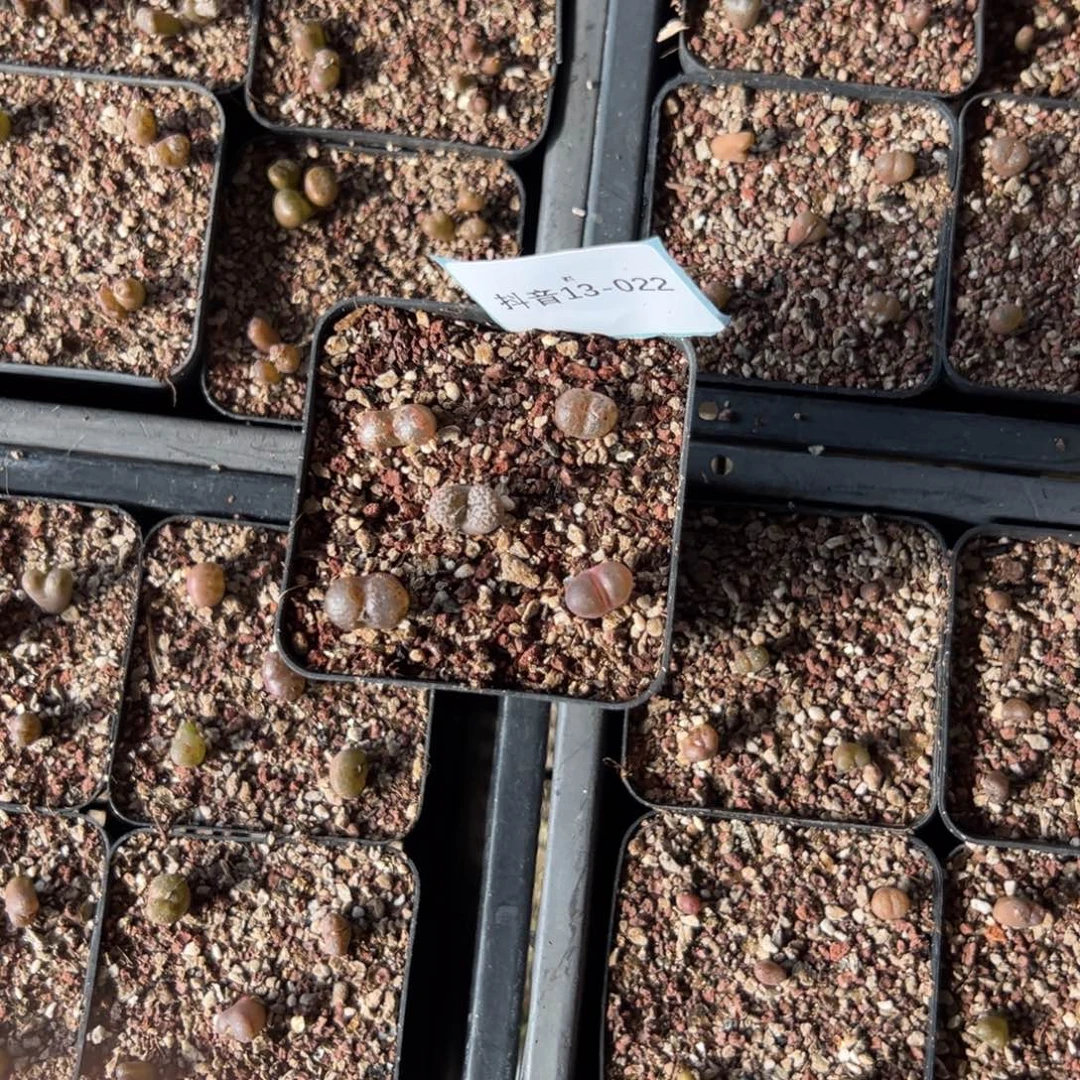 风***流13-22肉锥多肉植物