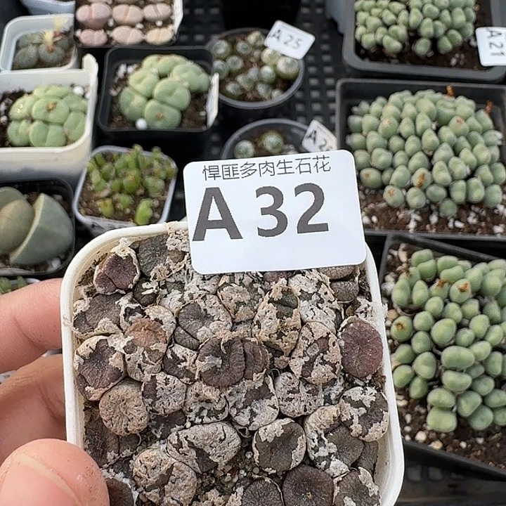 32多肉植物多肉植物