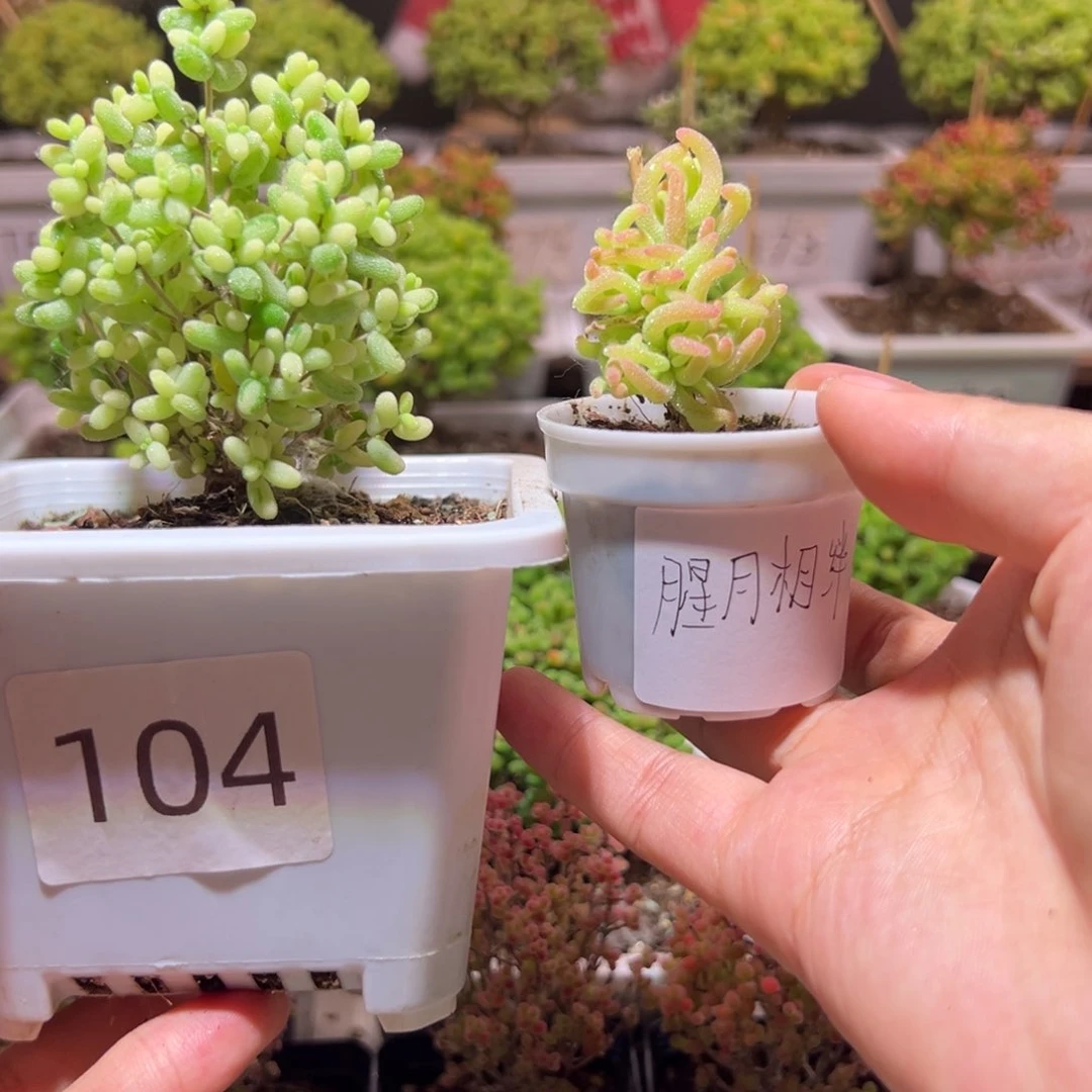 腥**绊差价带盆土发货一物一拍