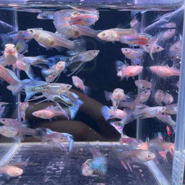 各种练手小鱼苗嘎嘎小（进干活不包损）