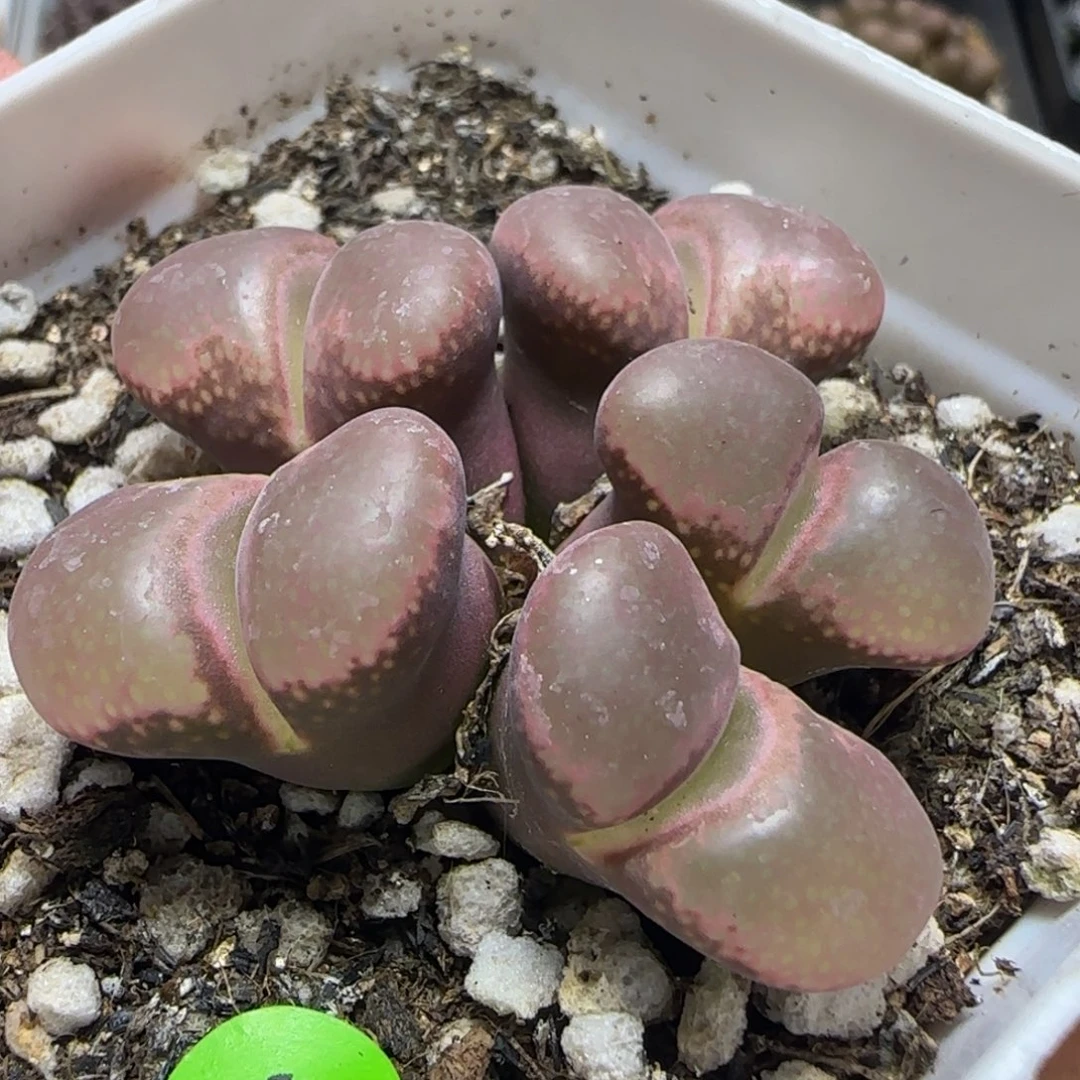 漂漂亮亮多肉植物50