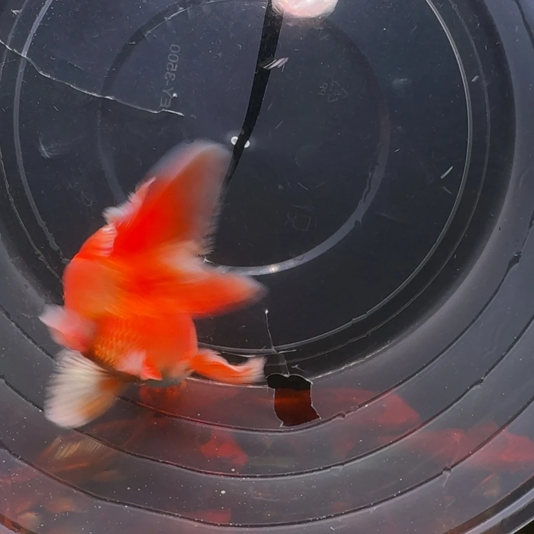 中国大陆红色蝴蝶鲤包邮