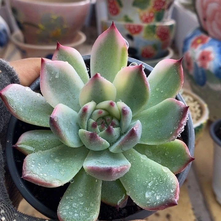 050吉娃娃锦锦锦锦锦锦锦锦锦