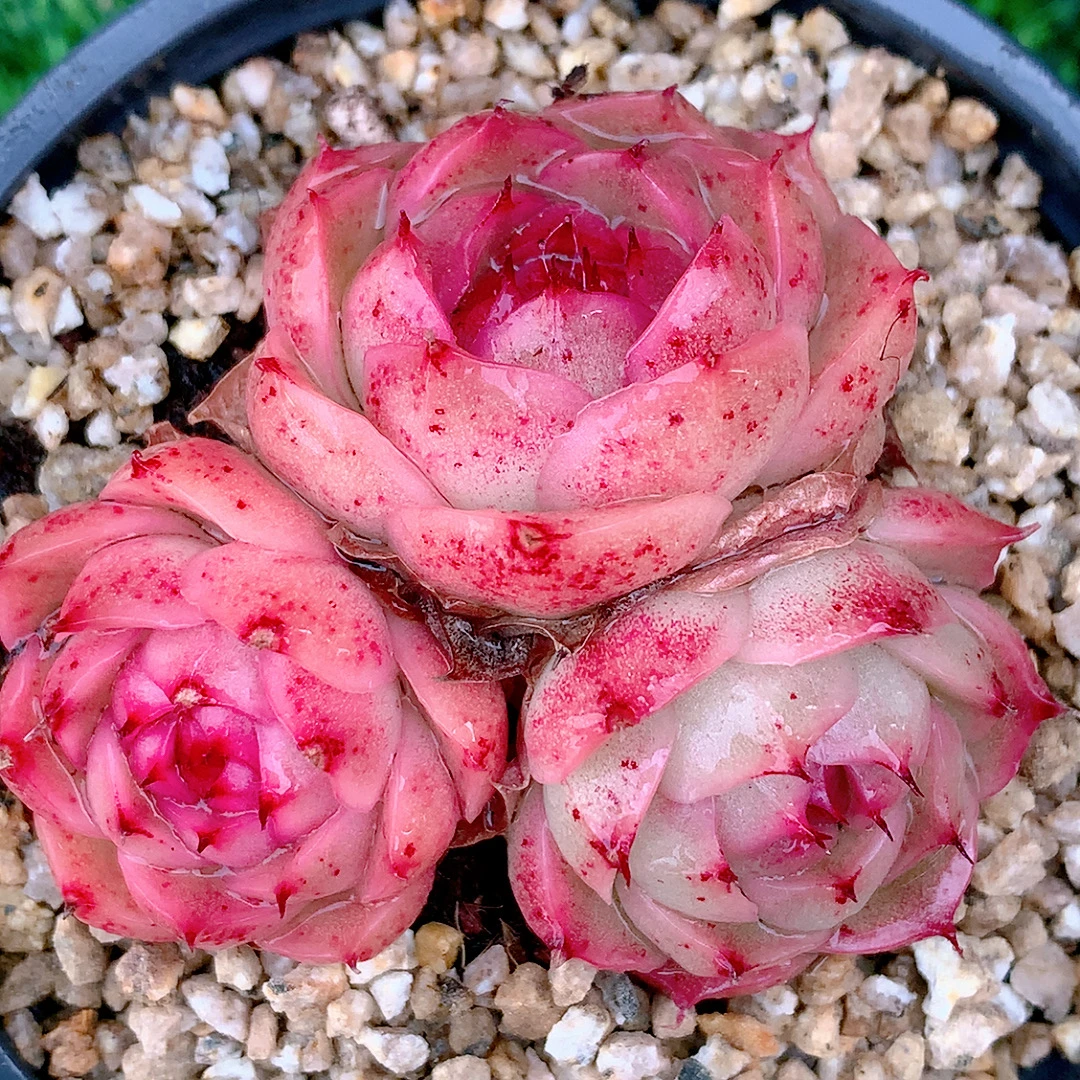 杨玉环群生精品多肉植物盆栽阳台花卉一单包邮