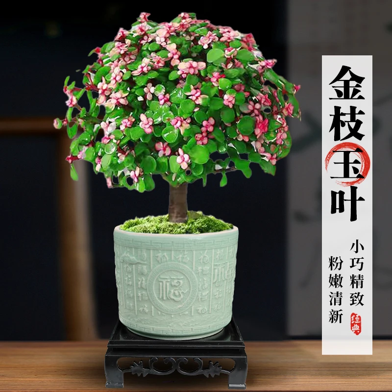 四季开花金枝玉叶老桩可爱多肉植物室内花卉桌面好养水培绿植盆景