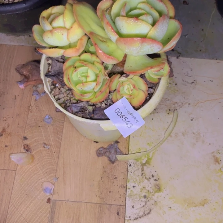 就***星多肉一物一拍6543