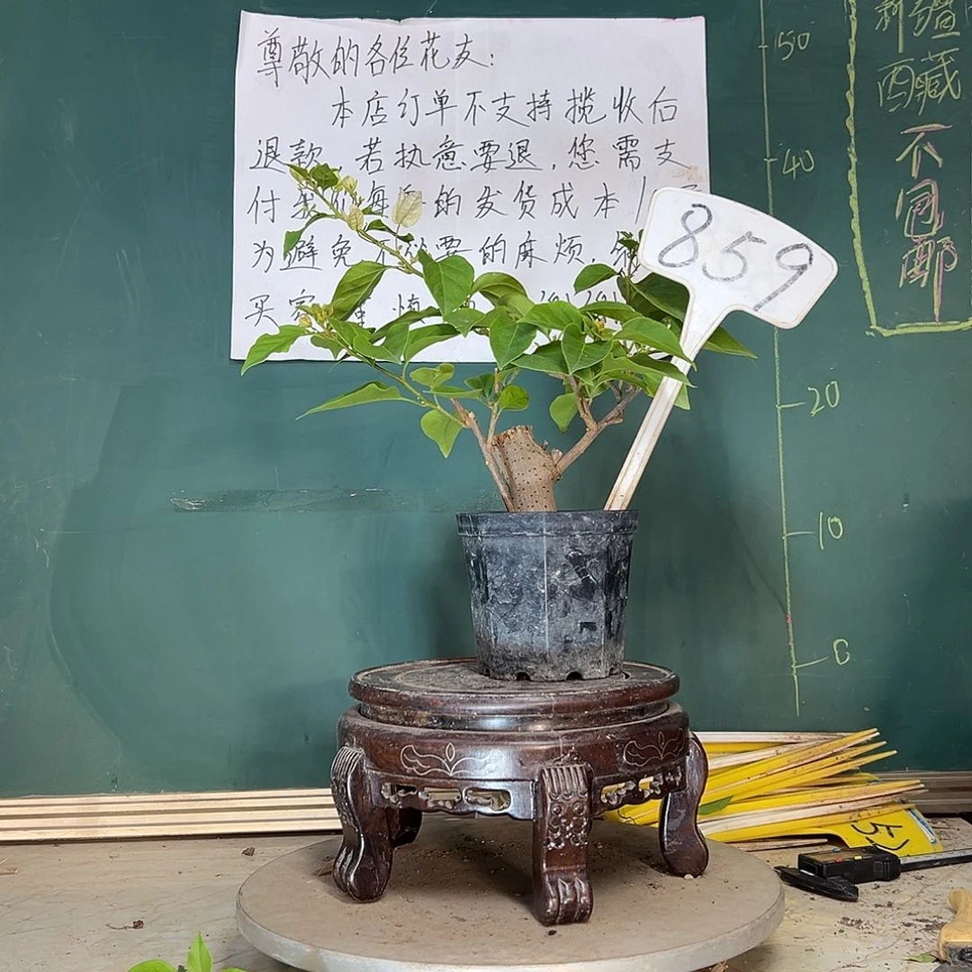 当前无花栽培后可以开花广红樱 粗坨坨 大宝 859