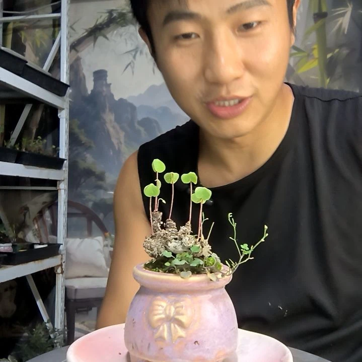 鹅中青园艺一物一拍111