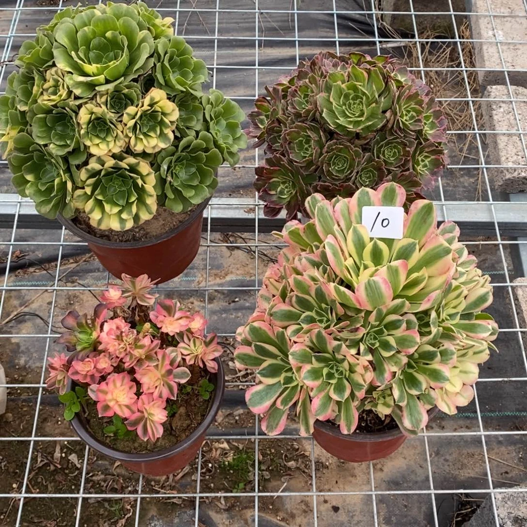 全部花朵多肉植物组合拼盘10