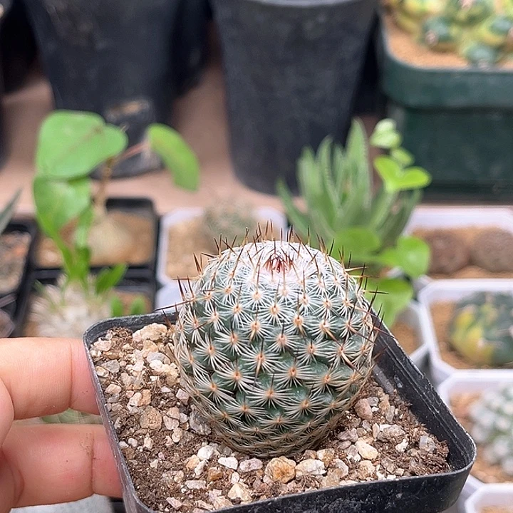 幸福丸实生3.9cm强刺乳突