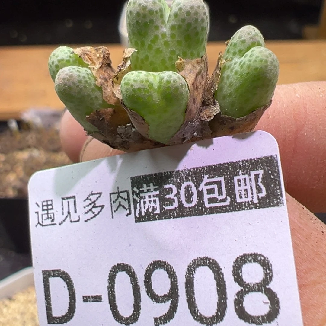 多肉植物111111111111