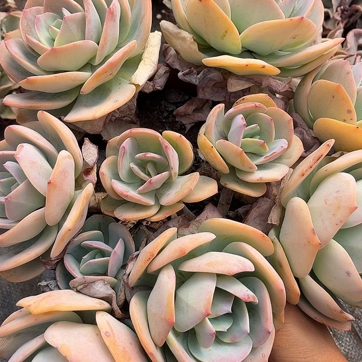 春****?白凤20多肉植物精品