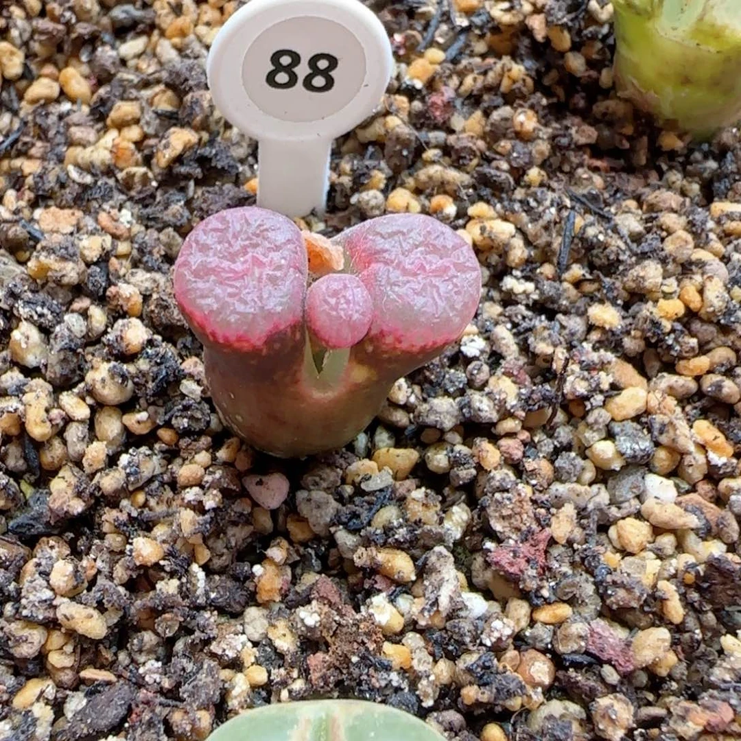 漂亮风铃玉zzzzz