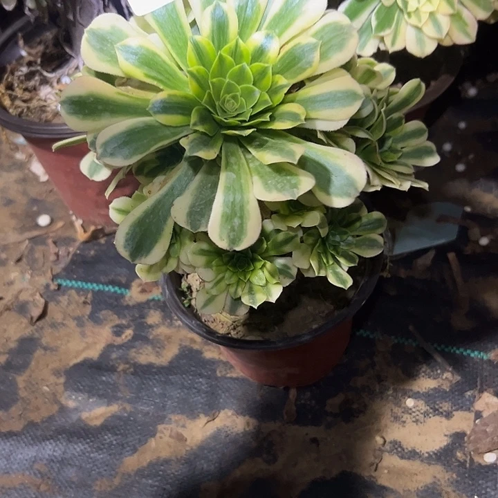 @*月多肉法师植物链接34