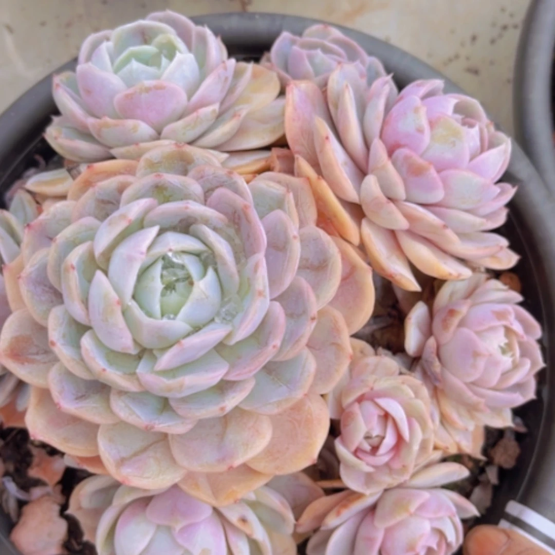 【闪购商品】心***吖蓝色惊喜03137