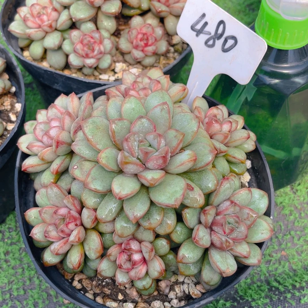 M****静480fghhhhhhhhhh