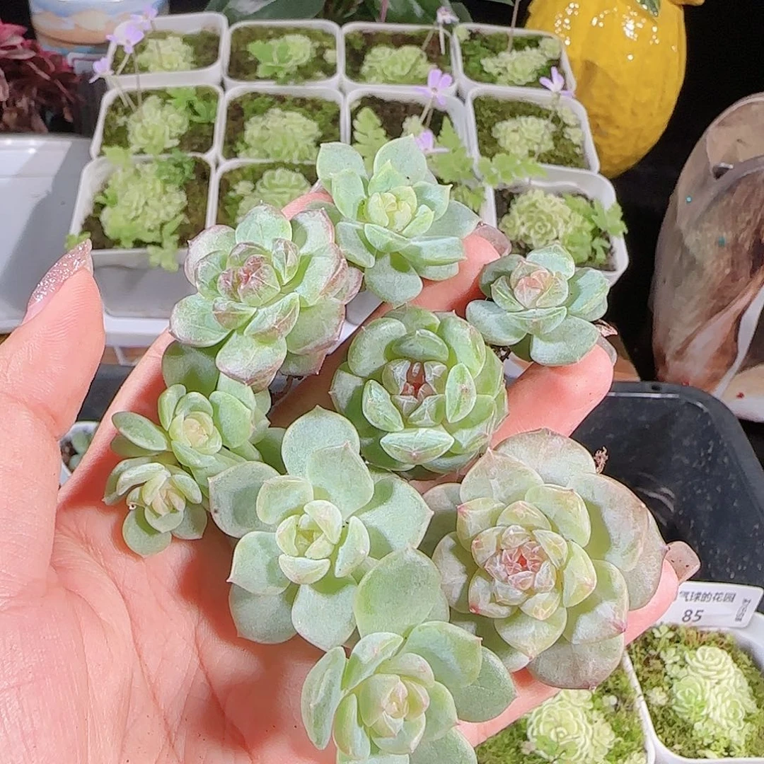 0724-:-86糖心珍妮
