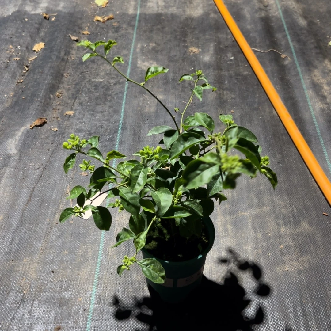 无花朵【22号苹果花一棵】福利款不售后介意勿拍