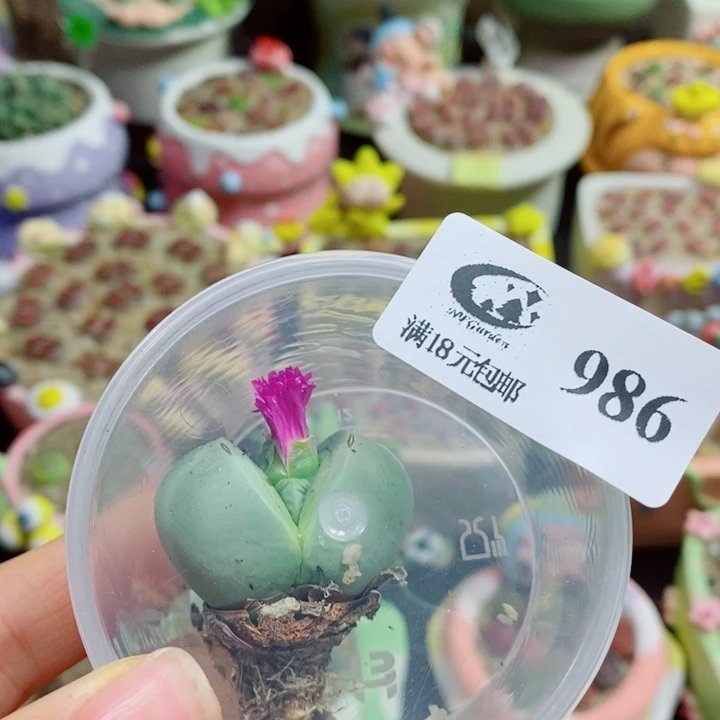 陳***陳生石花花花花花花986