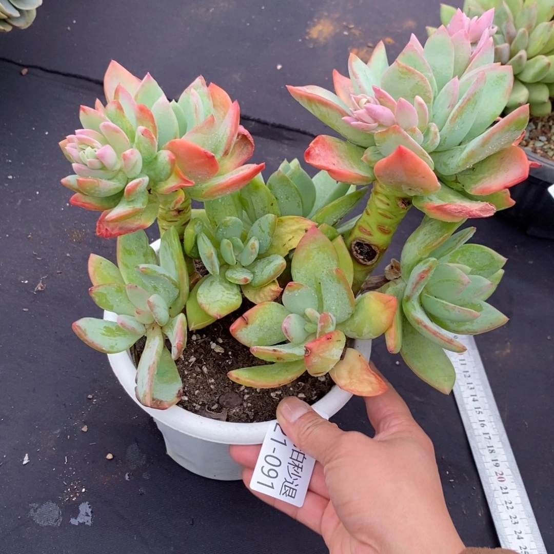 两单包邮1121-91芒果美人