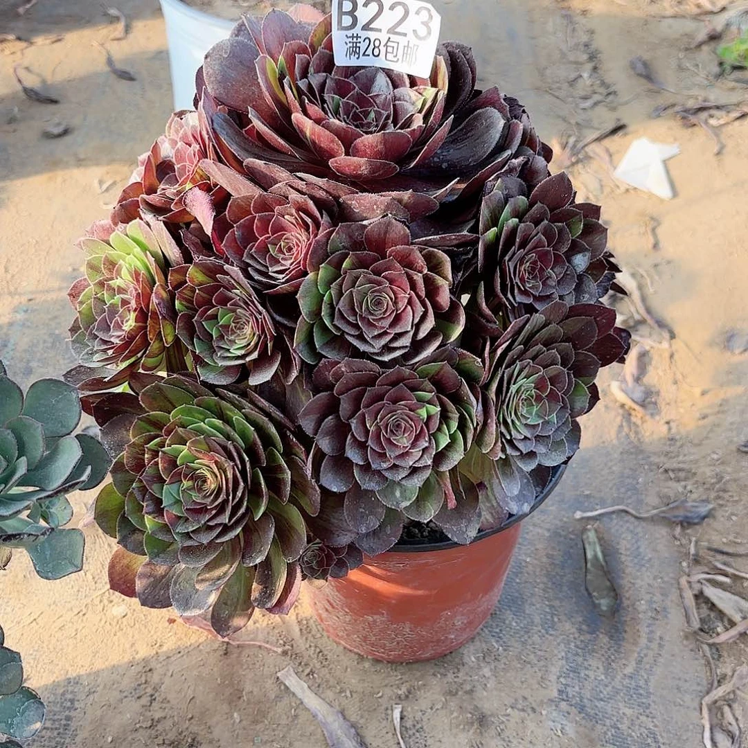 K. 223花月夜多肉？ba